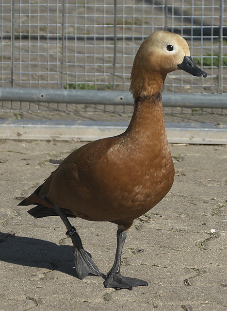 强点