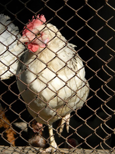 經驗有限的 經驗有限的