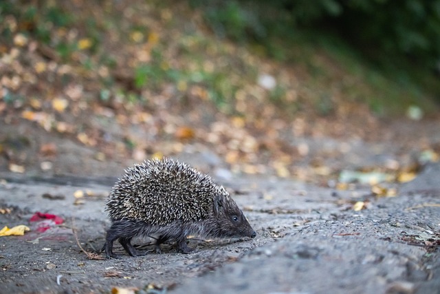 密尔沃基雄 密尔沃基雄